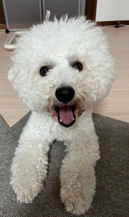 大きく口を開けているビション・フリーゼ