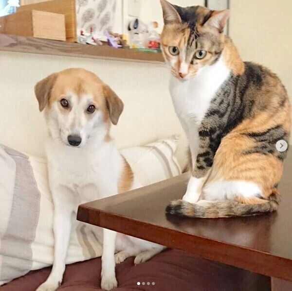 掃除機から逃げるコロちゃん、チコちゃん