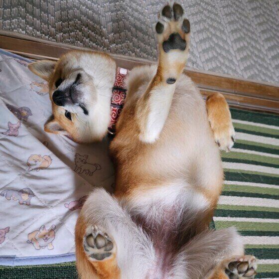 変なポーズをとる柴犬