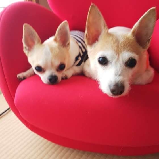 仲良くくっつく2頭の犬