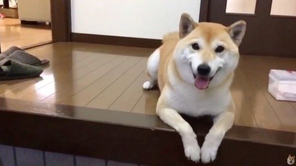 帰りを待つ犬