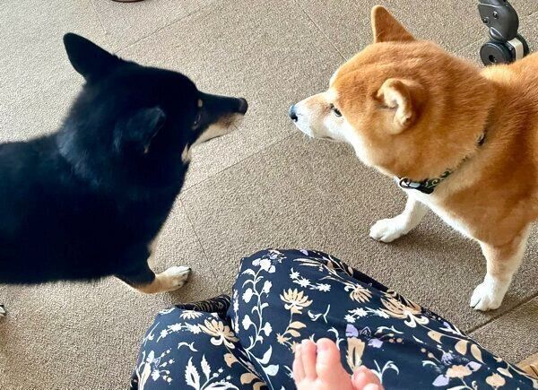 挨拶するつぶらちゃんとこてまる先輩