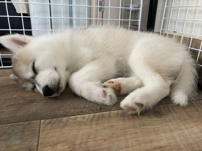 眠るさくらちゃん