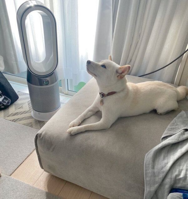 ダイソンの前を陣取るえるちゃん