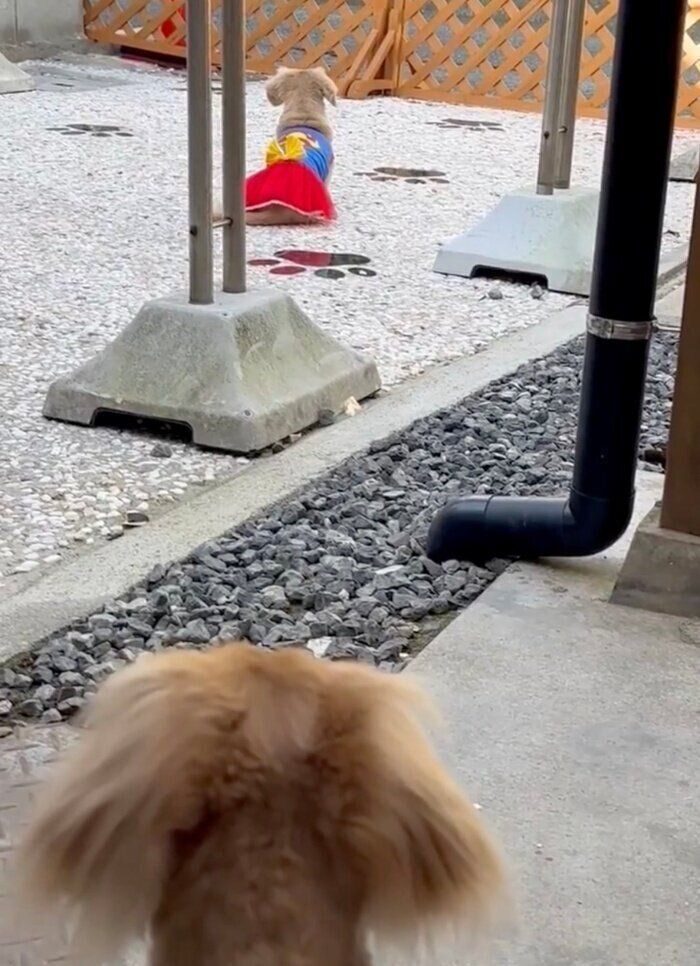 飼い主さんがデザインした“肉球ドッグラン”仕様の庭