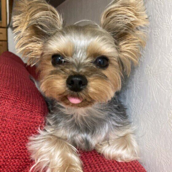 ヨークシャー・テリアのくりんくん