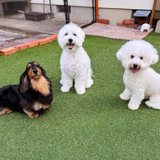仲良しの3ワン♪