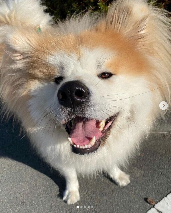 笑顔が可愛いボブくん