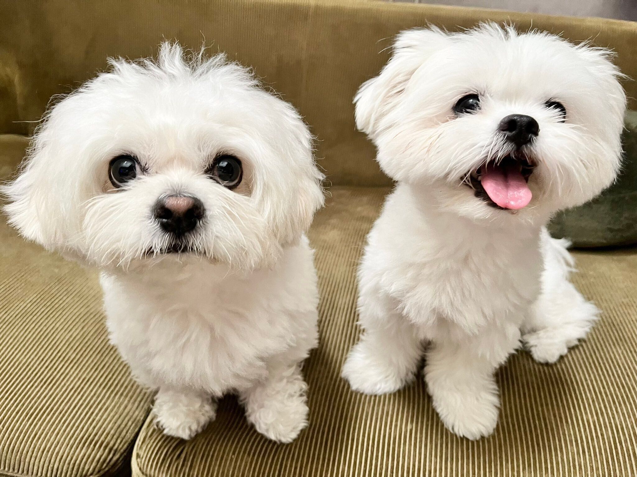 仲良しなわむうくん、チーズちゃん