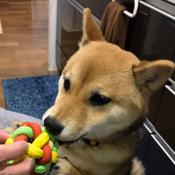 おもちゃで遊ぶ柴犬
