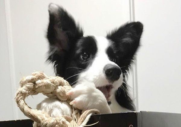 遊ぶボーダー・コリー