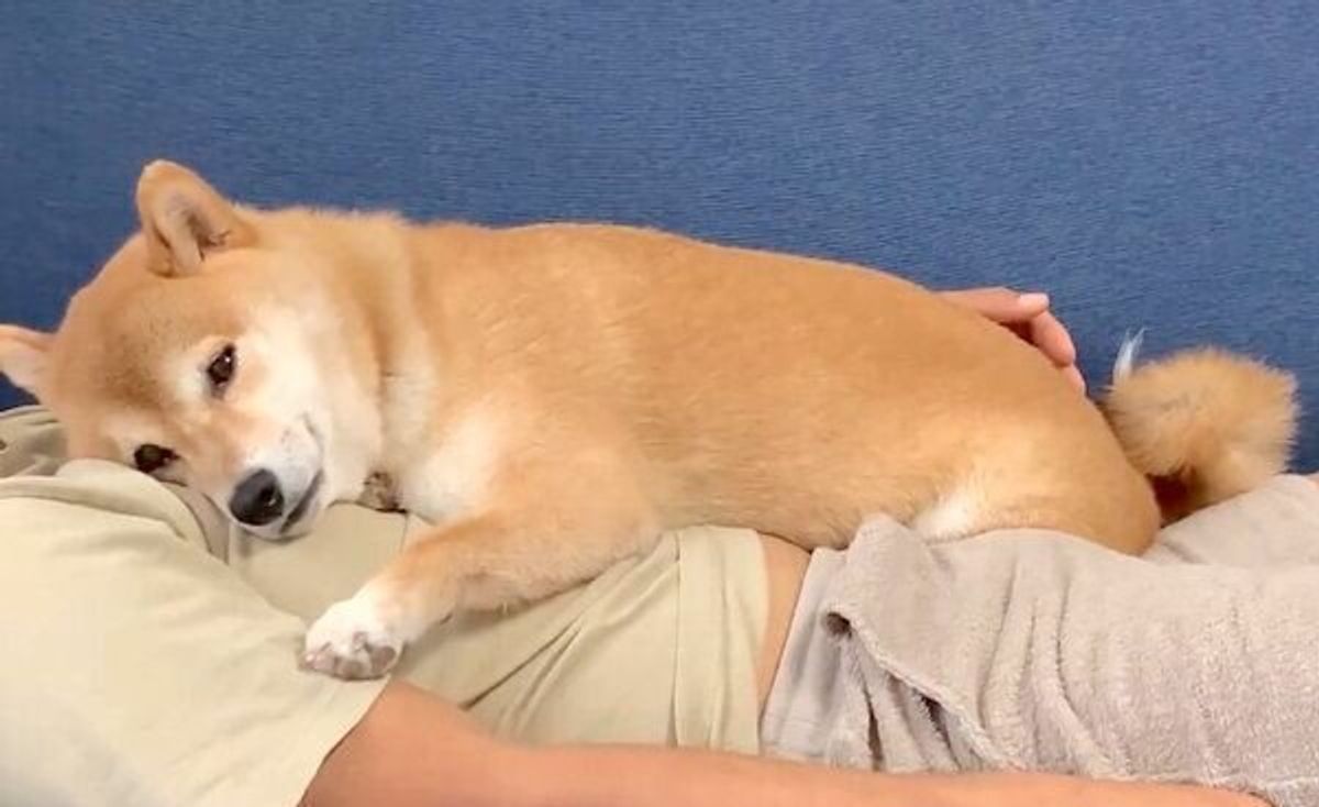 二度寝しそうな表情がたまらない 飼い主にくっついて眠る柴犬に 可愛い の声続出 いぬのきもちweb Magazine 二度寝しそうな表情がたまらない 飼い主にくっついて眠る柴犬に 可愛い の声続出 いぬのきもちweb Magazine