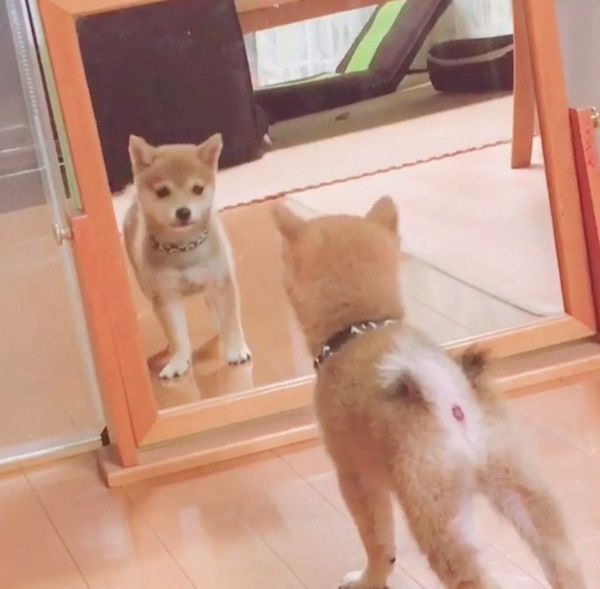 鏡の中自分と対面した柴犬
