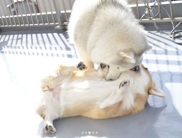 じゃれ合うキャリーちゃんとムギちゃん