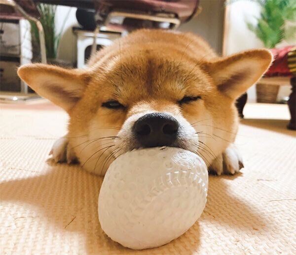 ボールをかじるタツノコ姫ちゃん