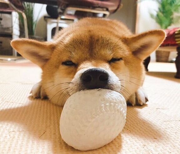 ボールをかじるタツノコ姫ちゃん