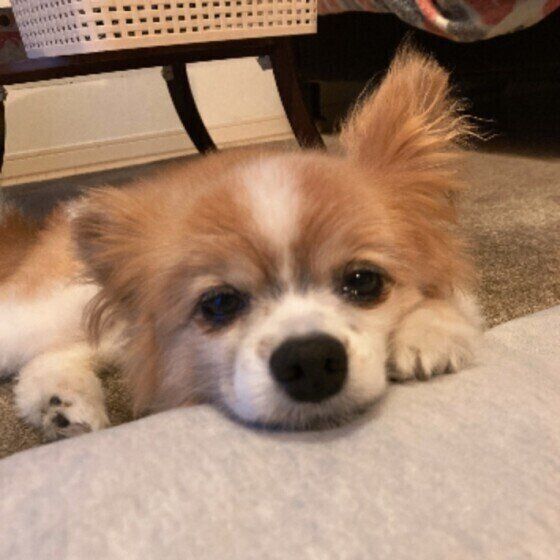 くつろぐパピヨン