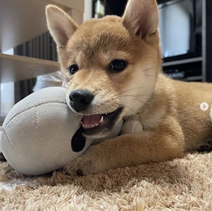 おもちゃで遊ぶあじたまちゃん