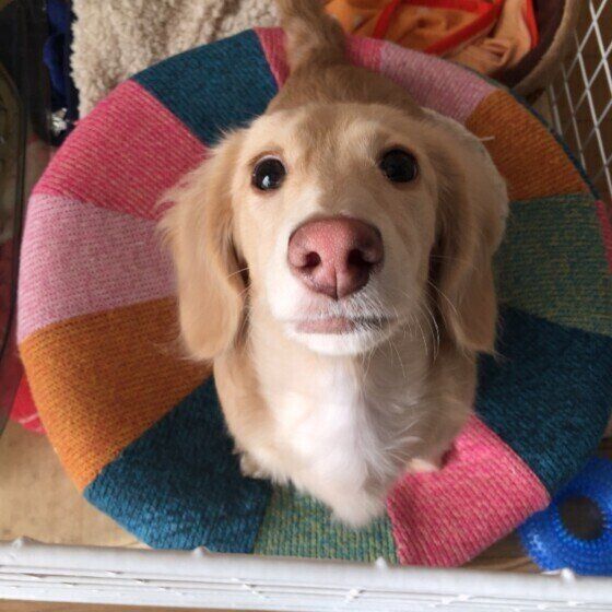 見つめるカニーンヘン・ダックスフンド