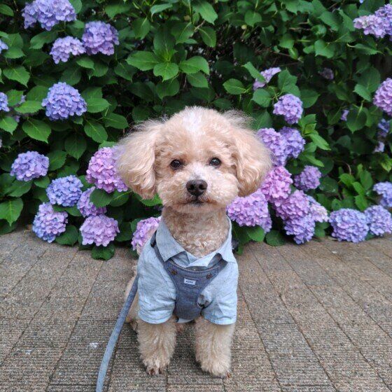 紫陽花とトイ・プードル