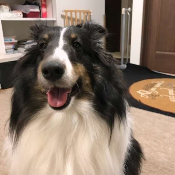 シェットランド・シープドッグのレオちゃん