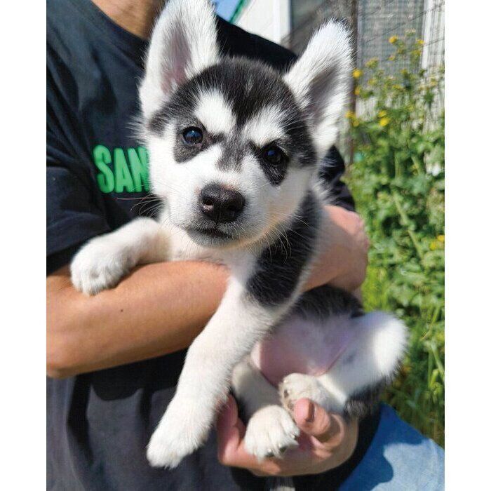 生後2カ月のころに撮影したサンちゃん