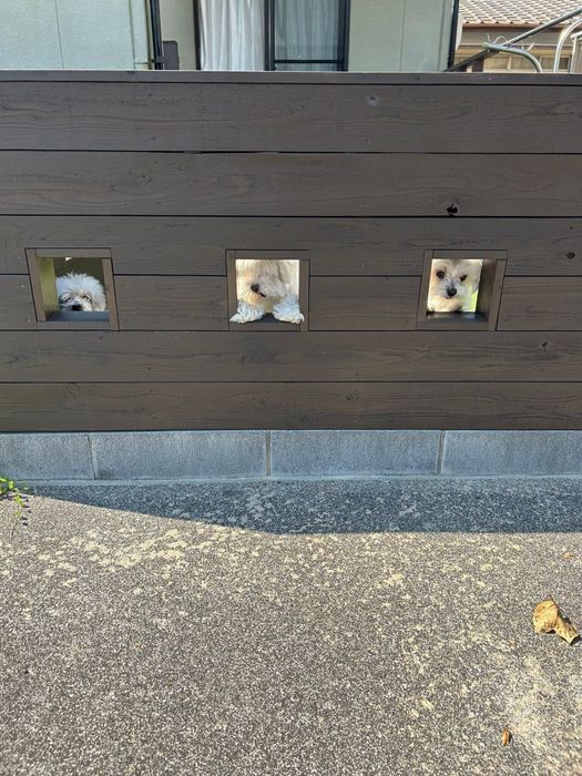 小窓からのぞく3頭