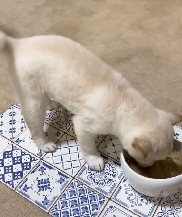 ごはんを食べるだんくん