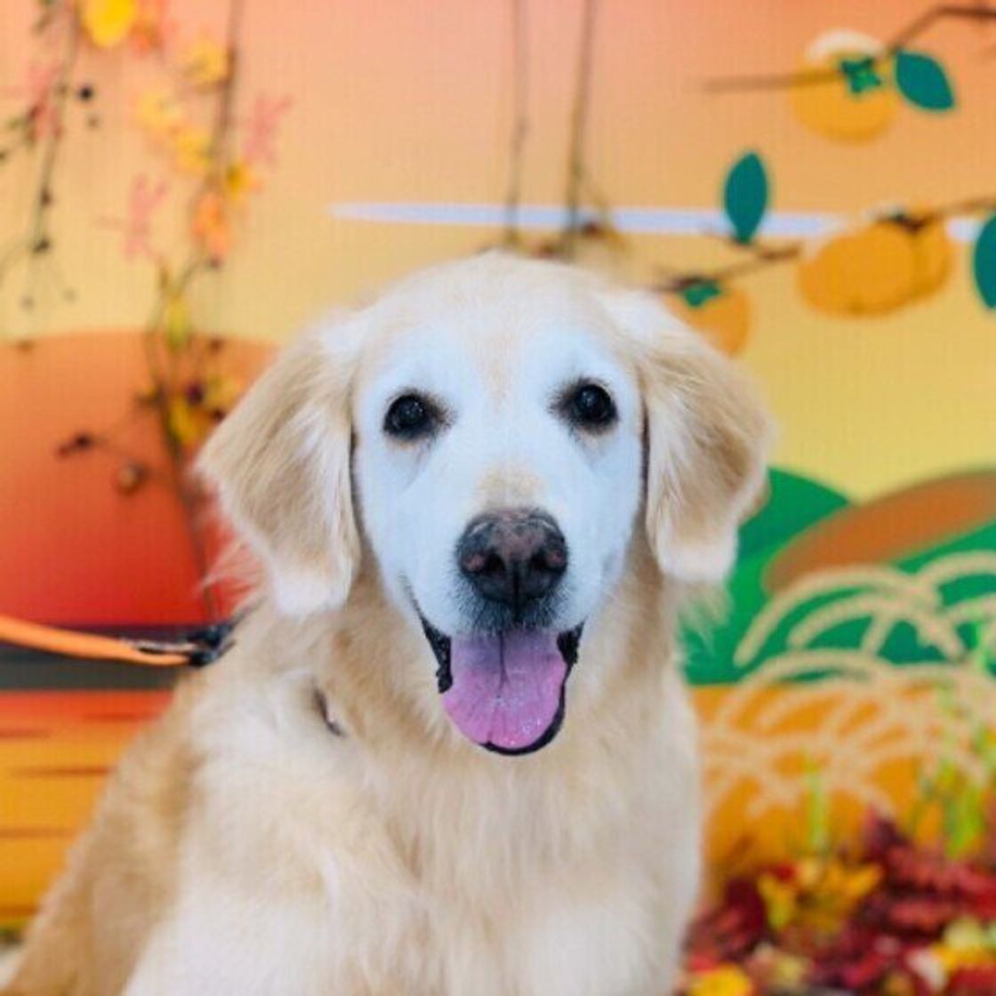 獣医師監修 老犬の介護 住環境の見直しや 役立つグッズ 体験談も いぬのきもちweb Magazine 獣医師監修 老犬の介護 住環境の見直しや 役立つグッズ 体験談も いぬのきもちweb Magazine