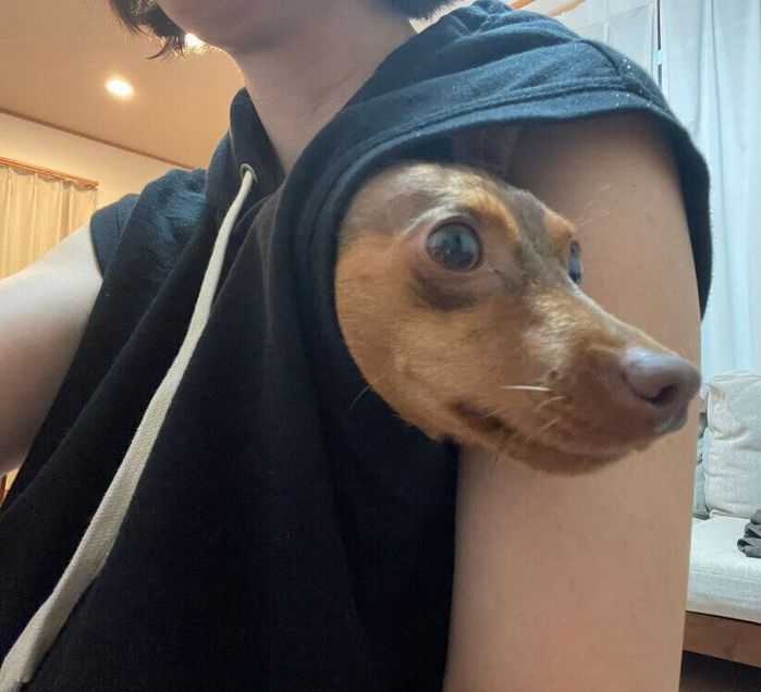 飼い主さんの洋服に隠れる犬