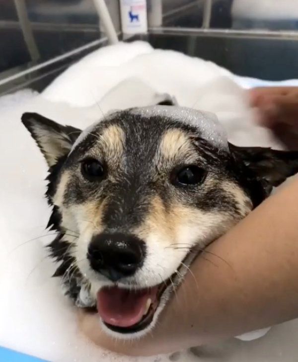 シャンプーをする豆柴