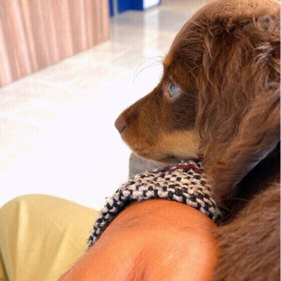 はじめての病院に挑む獅子丸ちゃん