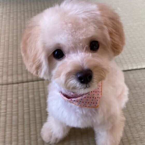 犬のウンチにそうめんのような虫が出てきた おなかの虫の対処法 いぬのきもちweb Magazine