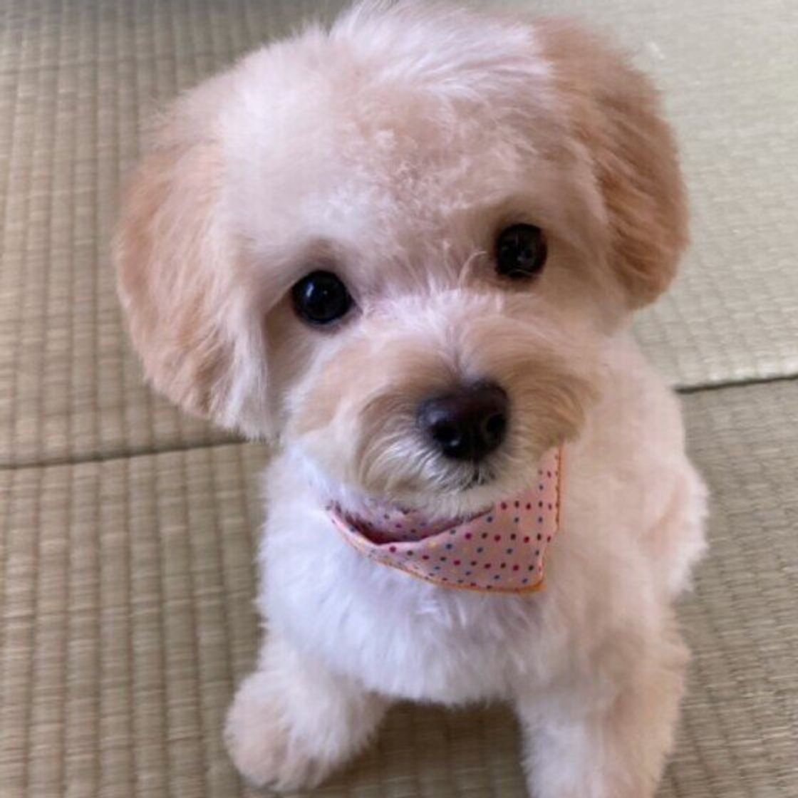 犬のウンチにそうめんのような虫が出てきた おなかの虫の対処法 いぬのきもちweb Magazine 犬のウンチにそうめんのような虫が出てきた おなかの虫の対処法 いぬのきもちweb Magazine