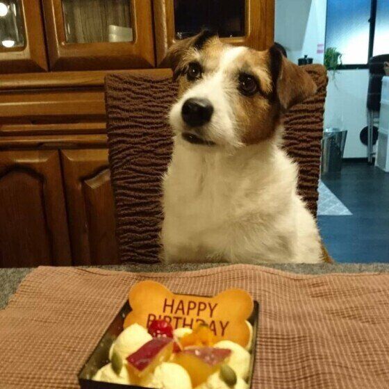 犬と誕生日ケーキ