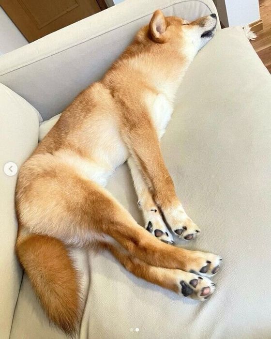 気持ちよさそうに眠る虎太郎くん