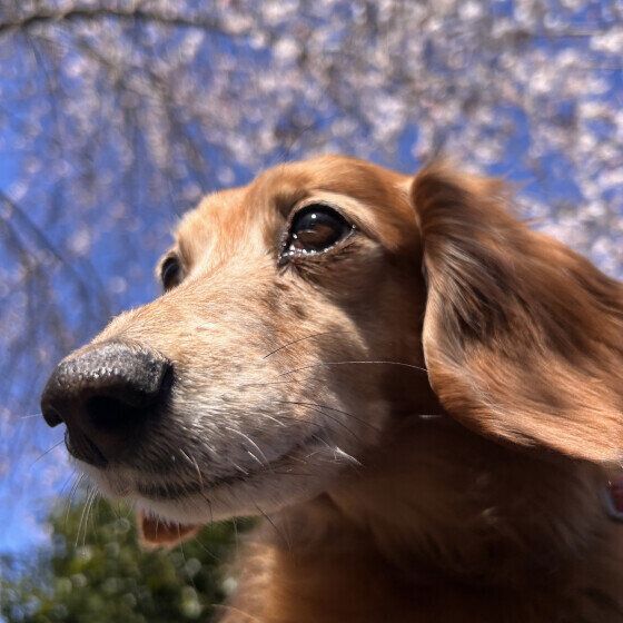 ミニチュア・ダックスフンドと桜