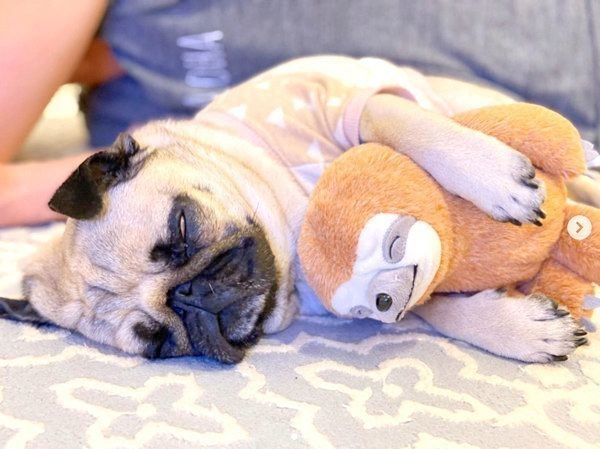 ぬいぐるみ抱いて眠るぱぐぞうくん