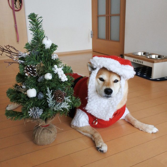 メリークリスマロたん