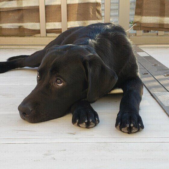 ラブラドール・レトリーバー