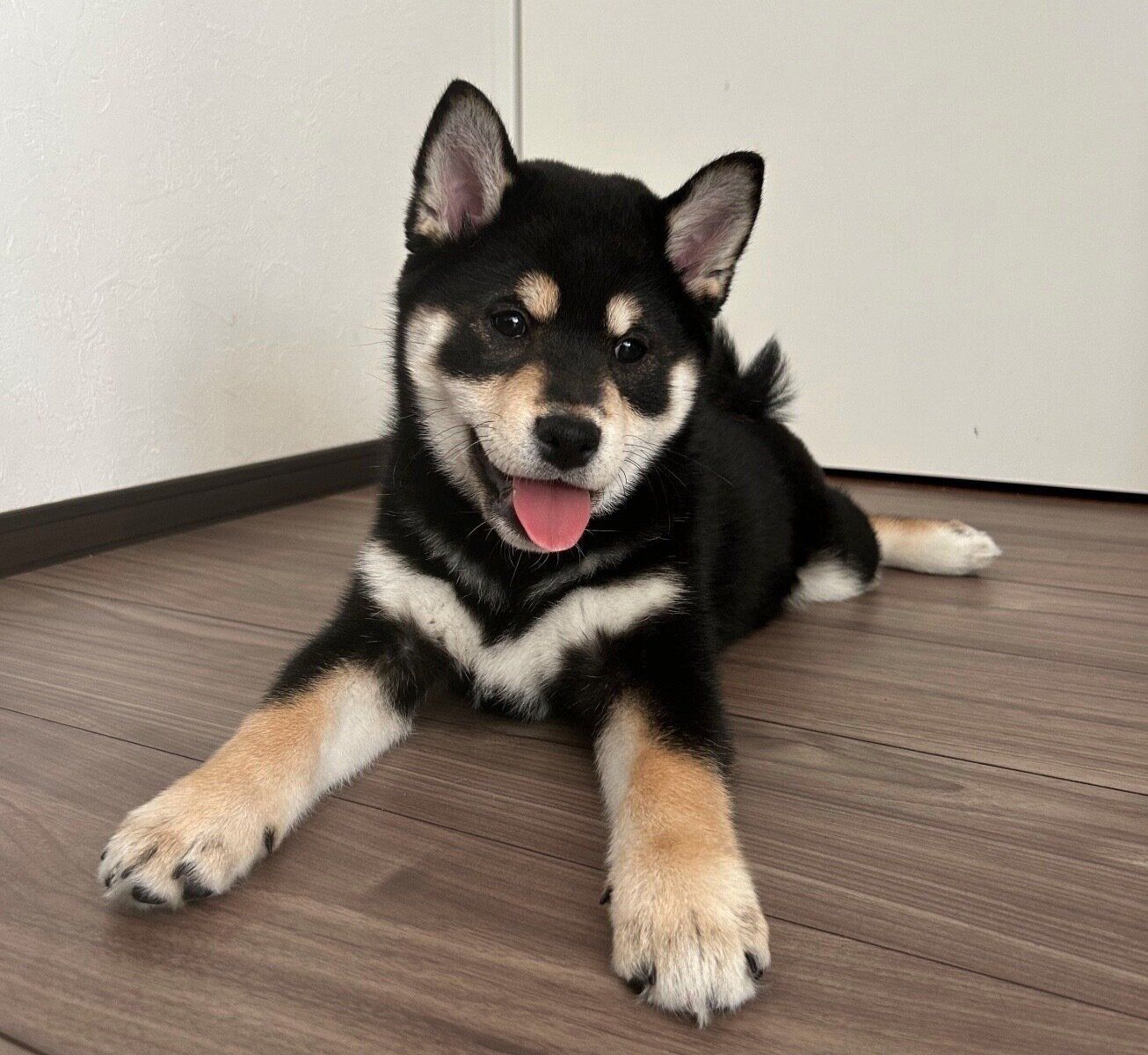 オスワリ」をマスターした生後2カ月の柴犬 “ドヤ顔”をしながら