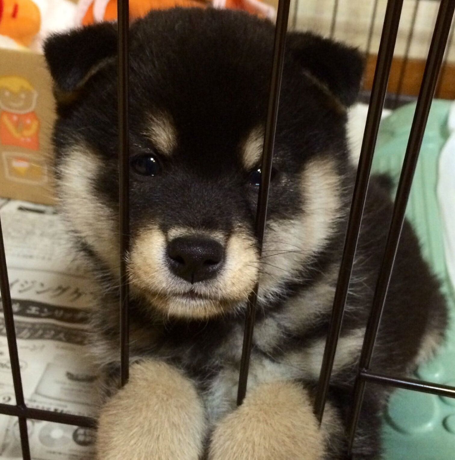 子犬時代のヤチちゃん。