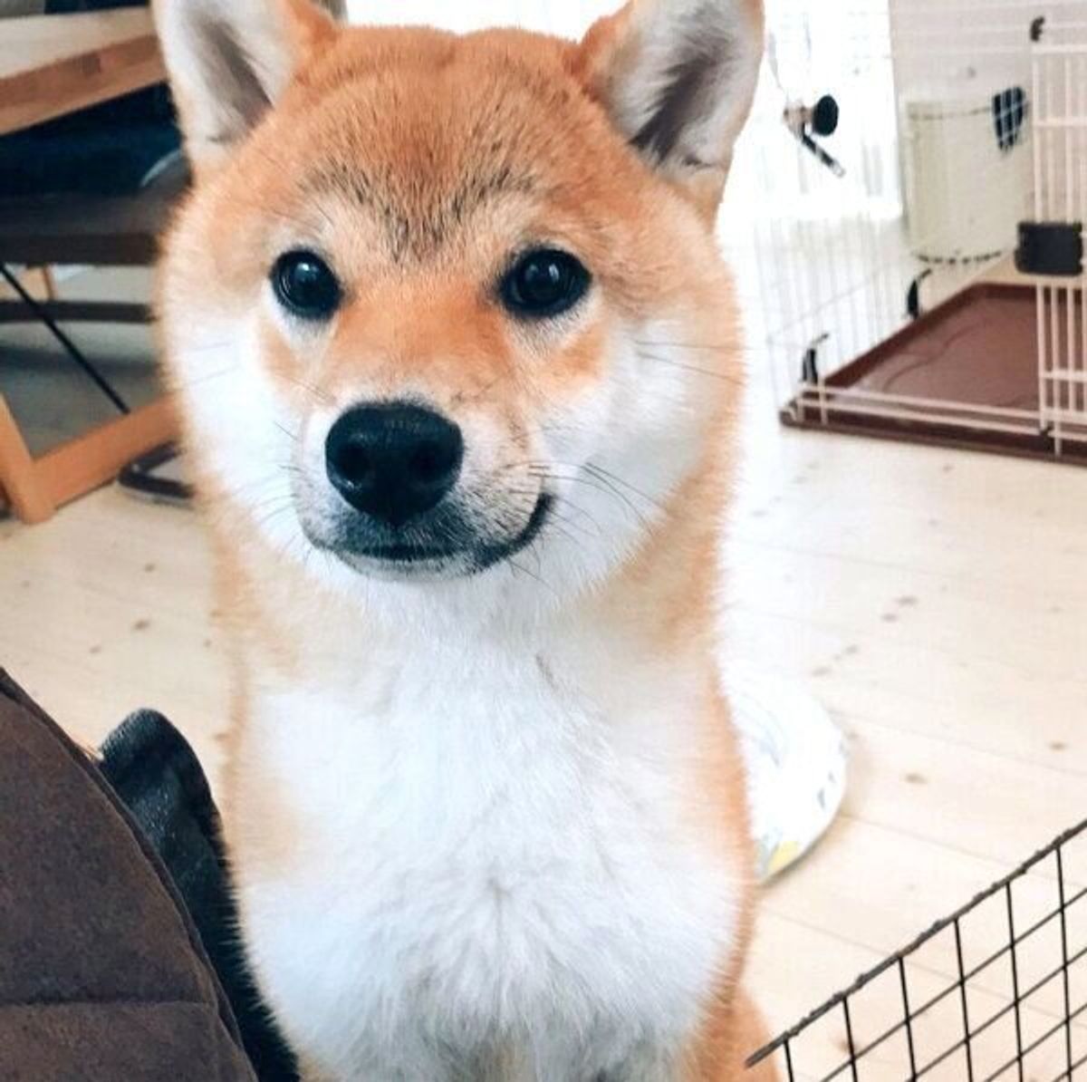 うっすらと黒い眉毛がでてきた柴犬 1週間後 さらに濃くなり立派な かもめ眉 に いぬのきもちweb Magazine うっすらと黒い眉毛がでてきた柴犬 1週間後 さらに濃くなり立派な かもめ眉 に いぬのきもちweb Magazine
