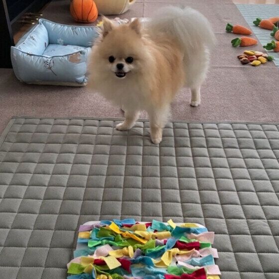 ノーズワークを楽しむポメラニアン