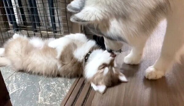 コスモくんのニオイを嗅ぐアポロくん