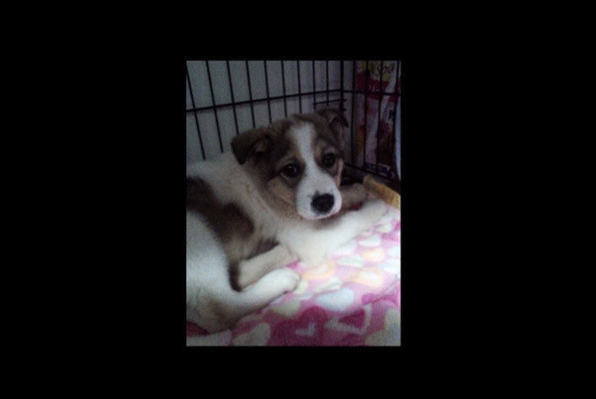 殺処分予定日に救われた命 怖がり震えていた犬が心を開いて笑顔で散歩するまで いぬのきもちweb Magazine 殺処分予定日に救われた命 怖がり震えていた犬が心を開いて笑顔で散歩するまで いぬのきもちweb Magazine