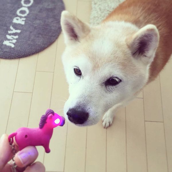 柴犬のはなちゃん