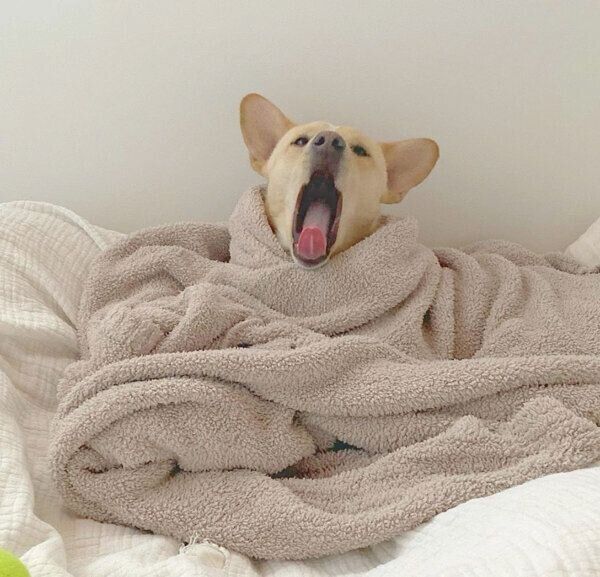 あくびをする杢くん