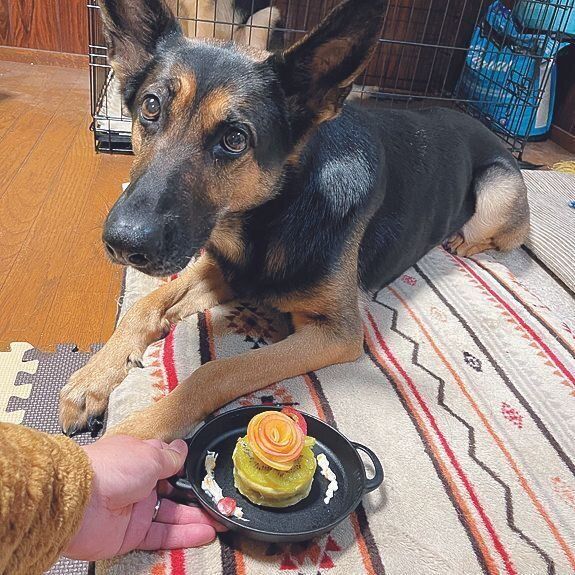 誕生日には犬用のケーキを。写真は大好きなさつまいもとフルーツのケーキ