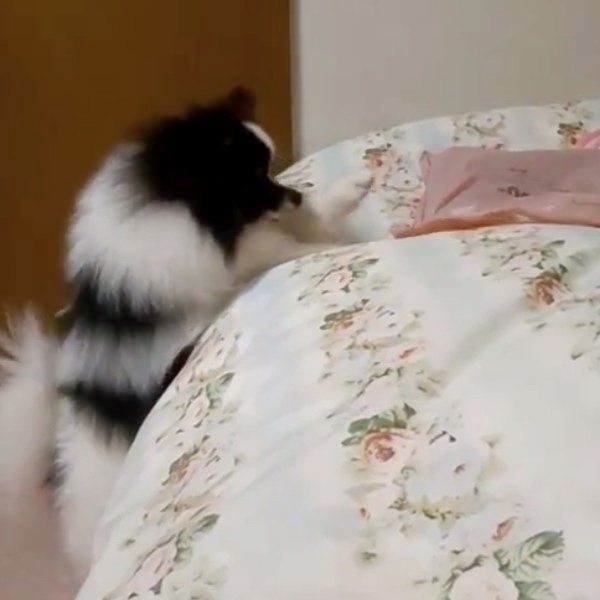 袋が気になるポメラニアン